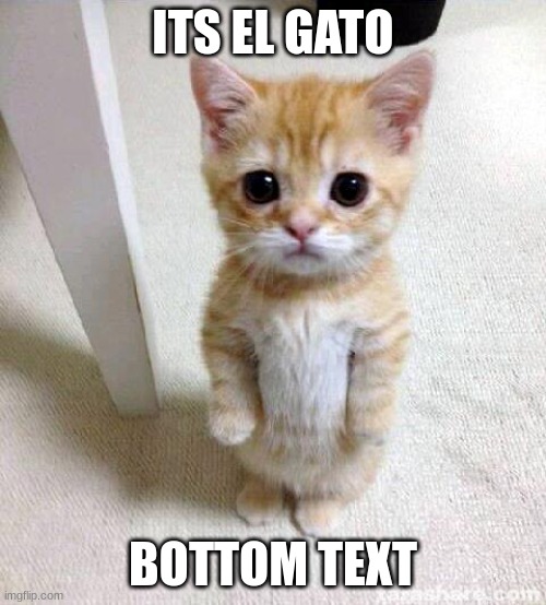 *insert title here* | ITS EL GATO; BOTTOM TEXT | image tagged in memes,cute cat | made w/ Imgflip meme maker