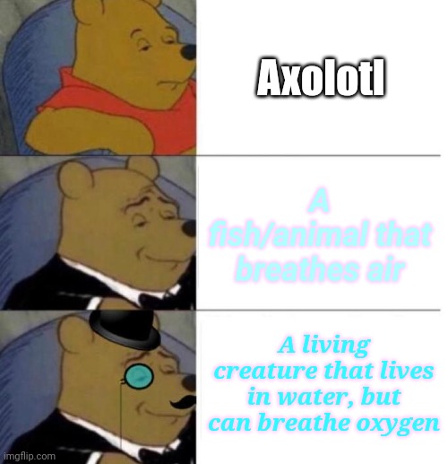 True story | Axolotl; A fish/animal that breathes air; A living creature that lives in water, but can breathe oxygen | image tagged in tuxedo winnie the pooh 3 panel,axolotl,funny,gifs,memes | made w/ Imgflip meme maker