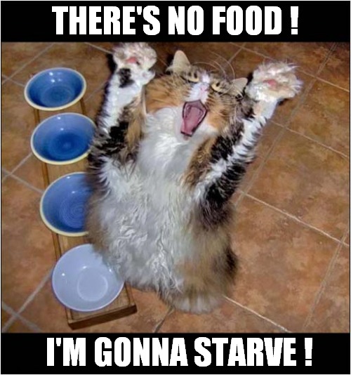 Overly Dramatic Cat ! |  THERE'S NO FOOD ! I'M GONNA STARVE ! | image tagged in cats,dramatic,no food | made w/ Imgflip meme maker