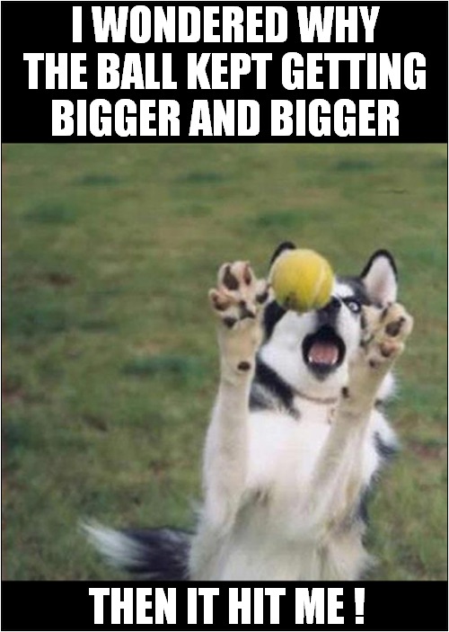 From A Dogs Perspective ! | I WONDERED WHY THE BALL KEPT GETTING BIGGER AND BIGGER; THEN IT HIT ME ! | image tagged in dogs,perspective,tennis ball,visual pun | made w/ Imgflip meme maker