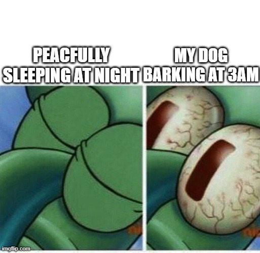dog barko |  MY DOG BARKING AT 3AM; PEACFULLY SLEEPING AT NIGHT | image tagged in squidward,dog memes,dog meme,work,spongebob | made w/ Imgflip meme maker