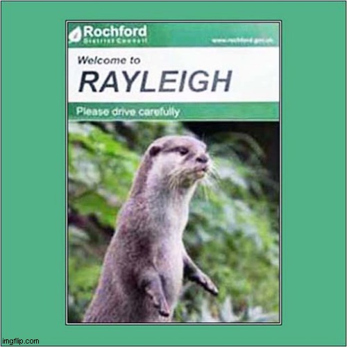 RIP Rayleigh Otter | image tagged in rip,ray liotta,visual pun,dark humour | made w/ Imgflip meme maker