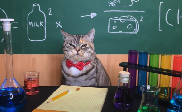 High Quality Science Cat Blank Meme Template
