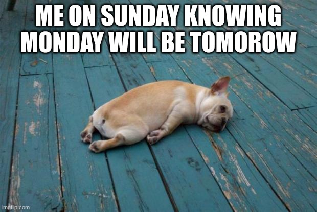 mondays |  ME ON SUNDAY KNOWING MONDAY WILL BE TOMOROW | image tagged in tired dog | made w/ Imgflip meme maker