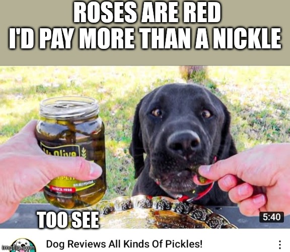 ROSES ARE RED
I'D PAY MORE THAN A NICKLE; TOO SEE | image tagged in memes,dog | made w/ Imgflip meme maker