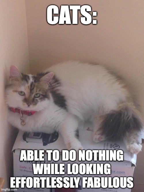 Fabulous Kitten | CATS:; ABLE TO DO NOTHING WHILE LOOKING EFFORTLESSLY FABULOUS | image tagged in meme,cat,cute,aww | made w/ Imgflip meme maker