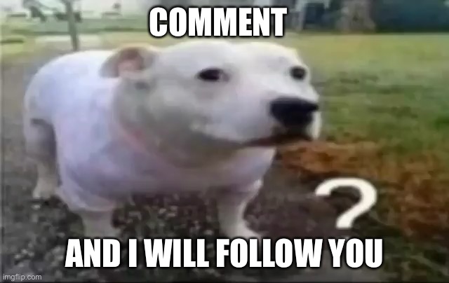 ? Dog | COMMENT; AND I WILL FOLLOW YOU | image tagged in dog | made w/ Imgflip meme maker