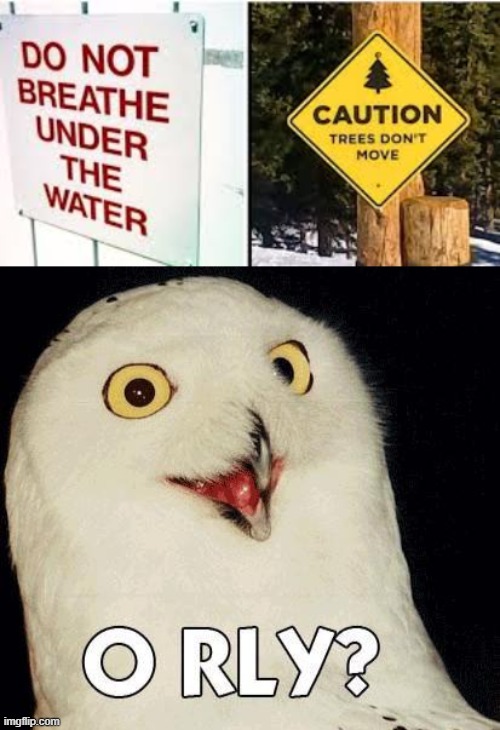 o rly??? | image tagged in o rly | made w/ Imgflip meme maker