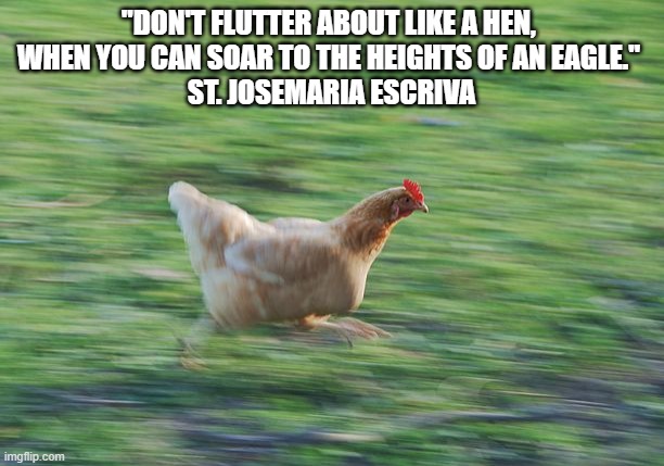 Fast Running Chicken | "DON'T FLUTTER ABOUT LIKE A HEN, 
WHEN YOU CAN SOAR TO THE HEIGHTS OF AN EAGLE." 
ST. JOSEMARIA ESCRIVA | image tagged in fast running chicken | made w/ Imgflip meme maker