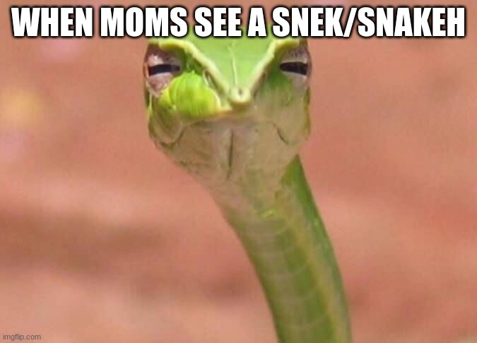 Skeptical snake | WHEN MOMS SEE A SNEK/SNAKEH | image tagged in skeptical snake | made w/ Imgflip meme maker