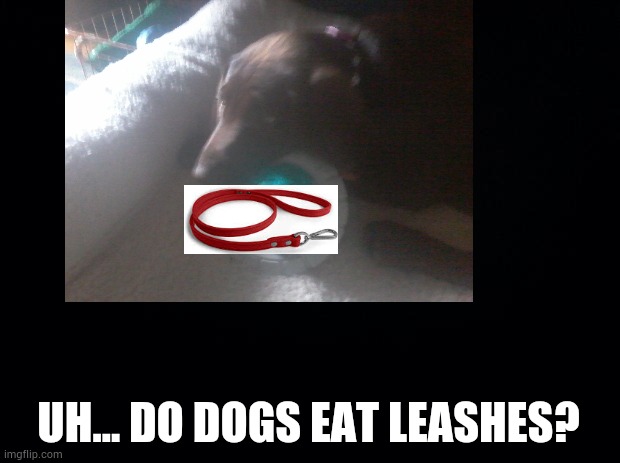 UH... DO DOGS EAT LEASHES? | image tagged in dog eating leash | made w/ Imgflip meme maker