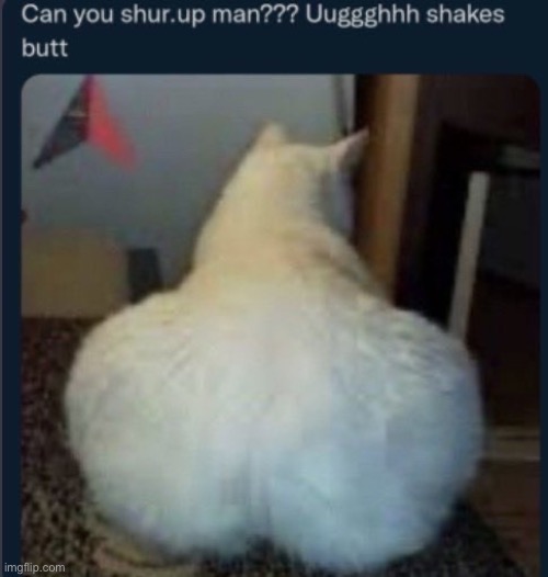 cinna cat?!?!?!?!? | made w/ Imgflip meme maker