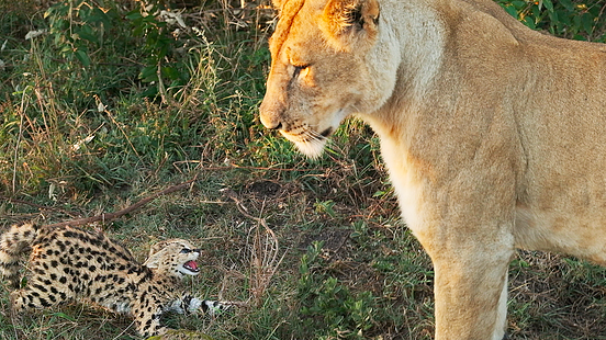 Lion and Serval Kitten Blank Meme Template