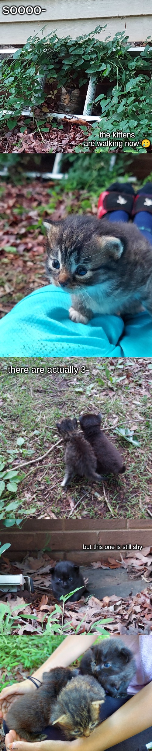 we're still debating names but so far we have midnight and scooter | soooo-; the kittens are walking now 🥲; there are actually 3-; but this one is still shy | made w/ Imgflip meme maker