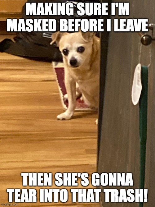 MAKING SURE I'M MASKED BEFORE I LEAVE; THEN SHE'S GONNA TEAR INTO THAT TRASH! | image tagged in funny memes | made w/ Imgflip meme maker