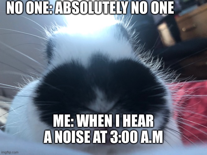 Scary hours | NO ONE: ABSOLUTELY NO ONE; ME: WHEN I HEAR A NOISE AT 3:00 A.M | image tagged in scary,bunny,nobody absolutely no one | made w/ Imgflip meme maker