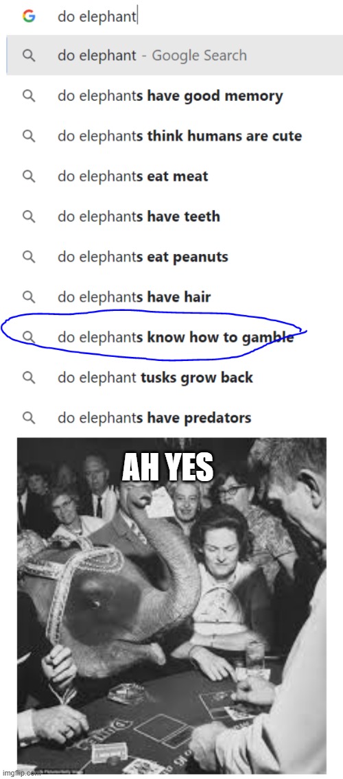 elephant gambling | AH YES | image tagged in elephant,gambling,funny,memes,well yes but actually no | made w/ Imgflip meme maker