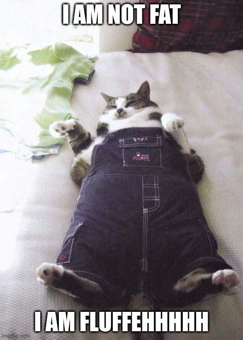 Fat Cat | I AM NOT FAT; I AM FLUFFEHHHHH | image tagged in memes,fat cat | made w/ Imgflip meme maker