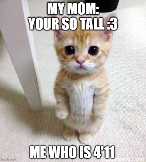 i am not tall oke :( | MY MOM: YOUR SO TALL :3; ME WHO IS 4'11 | image tagged in memes,cute cat | made w/ Imgflip meme maker