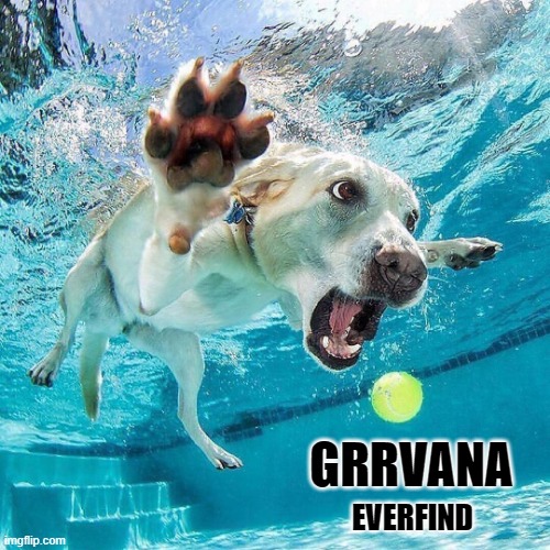 Grrvana |  EVERFIND; GRRVANA | image tagged in nirvana,dog,ball,pool,bad album art | made w/ Imgflip meme maker