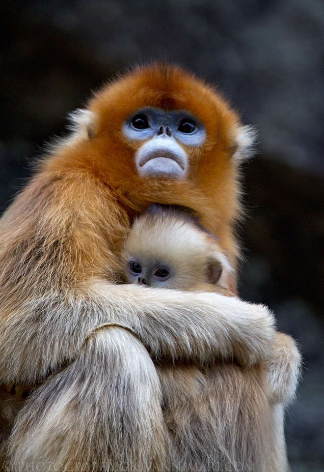 High Quality snub nose monkey Blank Meme Template