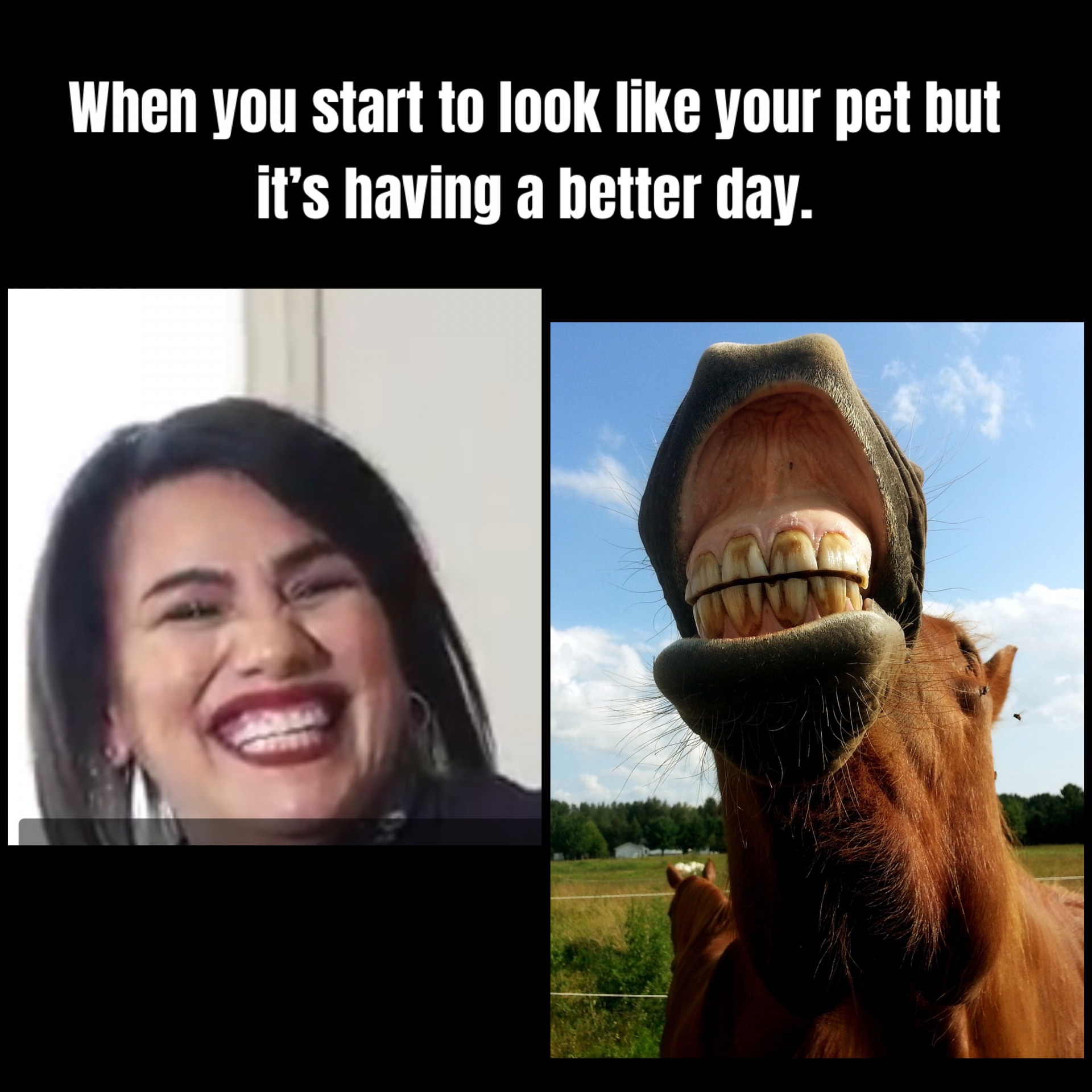 Horse Blank Meme Template