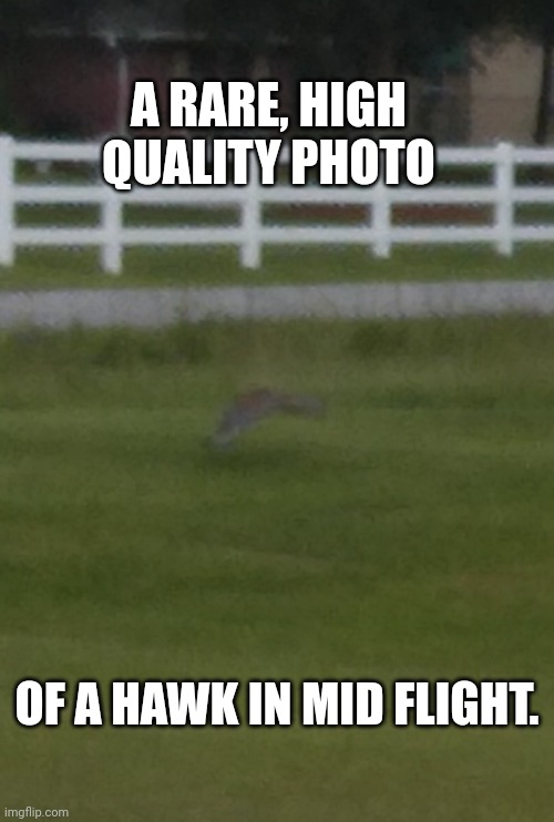 It a-.... actually I can't tell what that is... | A RARE, HIGH QUALITY PHOTO; OF A HAWK IN MID FLIGHT. | image tagged in bird,picture,blurry | made w/ Imgflip meme maker