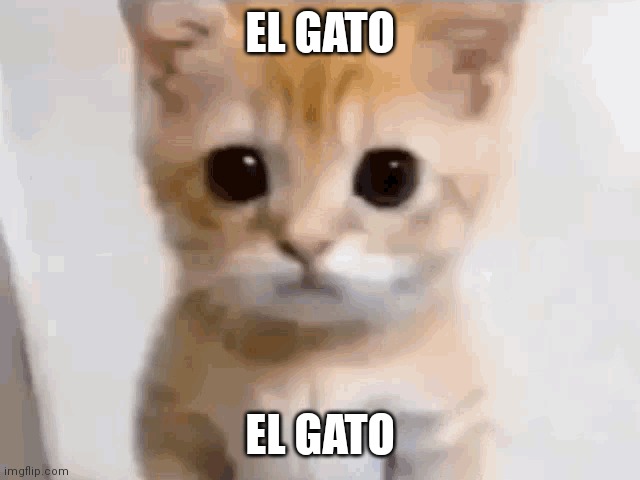 El gato |  EL GATO; EL GATO | image tagged in el gato,el gatto,ei gato,ei gatto,catterpillar | made w/ Imgflip meme maker