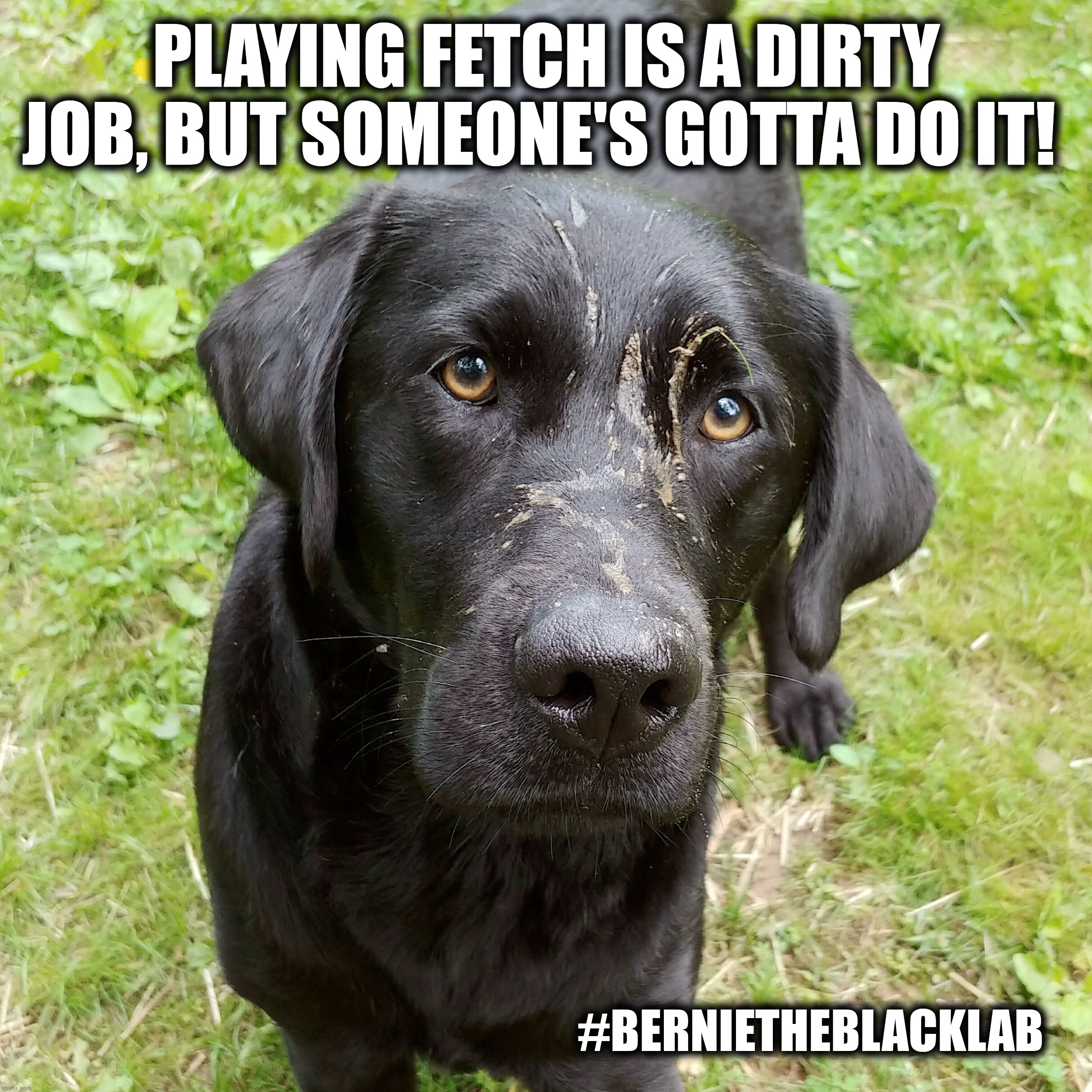 Playing fetch is a dirty job |  PLAYING FETCH IS A DIRTY JOB, BUT SOMEONE'S GOTTA DO IT! #BERNIETHEBLACKLAB | image tagged in bernie,dogs,memes,funny,fetch,bernie the black lab | made w/ Imgflip meme maker