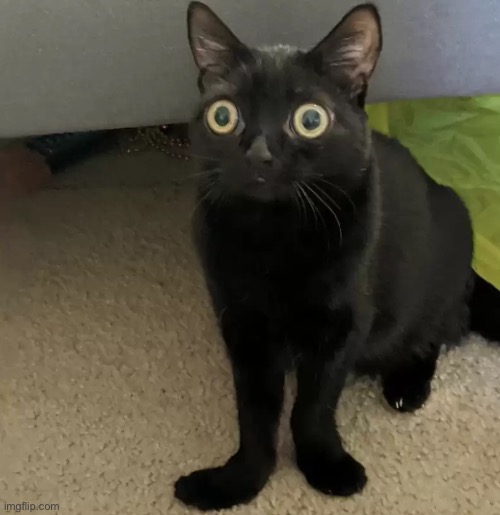 She so scornkeleno | made w/ Imgflip meme maker