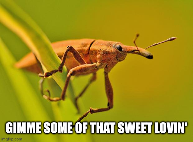 Happy Insect | GIMME SOME OF THAT SWEET LOVIN' | image tagged in happy insect | made w/ Imgflip meme maker