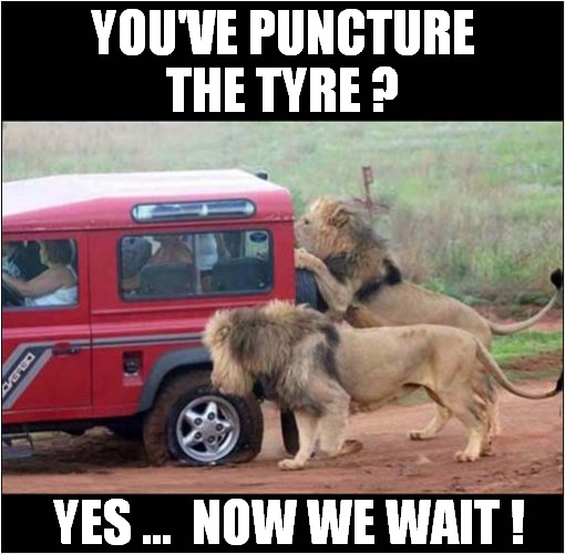 Meals On Wheels ! | YOU'VE PUNCTURE THE TYRE ? YES ...  NOW WE WAIT ! | image tagged in lions,resourceful,meals on wheels | made w/ Imgflip meme maker