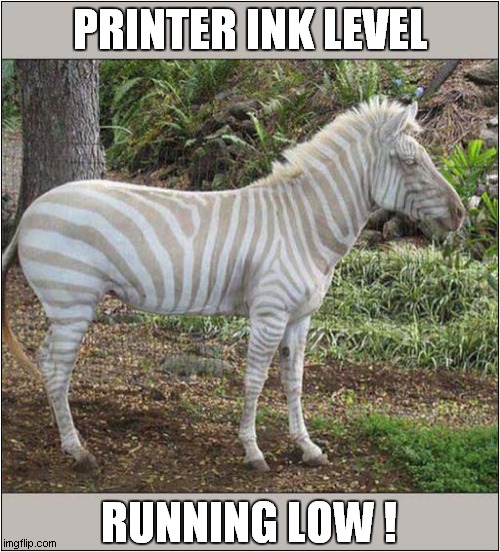 A Blurry Zebra ? | PRINTER INK LEVEL; RUNNING LOW ! | image tagged in zebra,albino,printer,ink,front page | made w/ Imgflip meme maker
