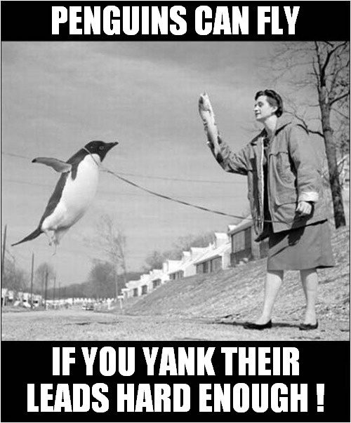 Not So Flightless Birds ! | PENGUINS CAN FLY; IF YOU YANK THEIR LEADS HARD ENOUGH ! | image tagged in penguins,flight,dark humour | made w/ Imgflip meme maker
