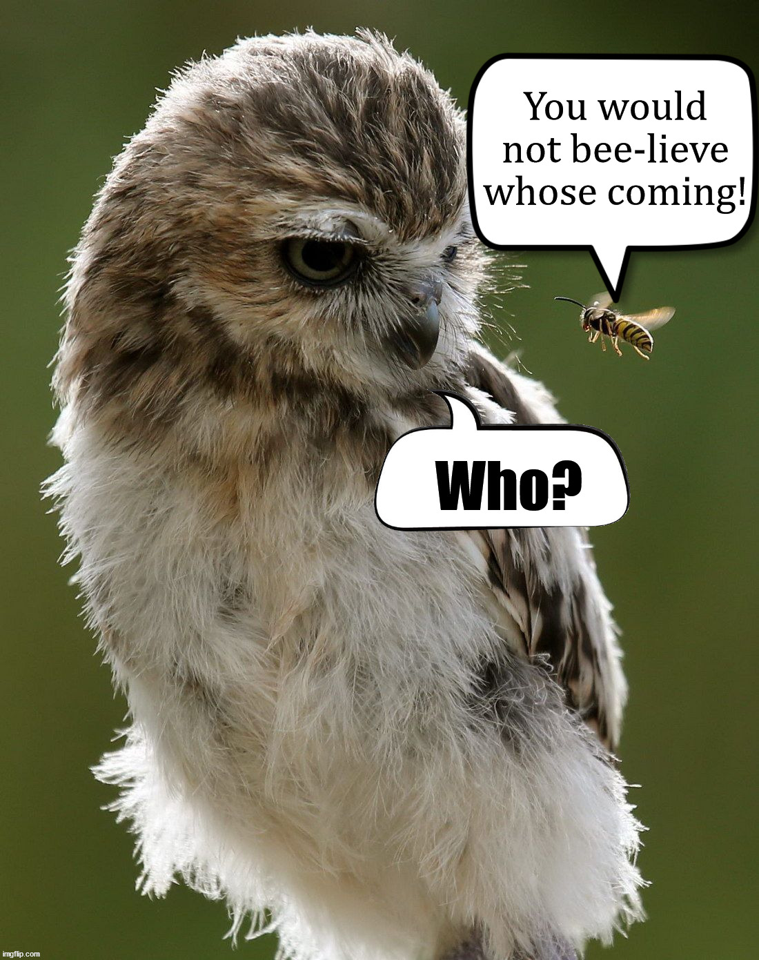 You would not bee-lieve whose coming! Who? | image tagged in eye roll | made w/ Imgflip meme maker