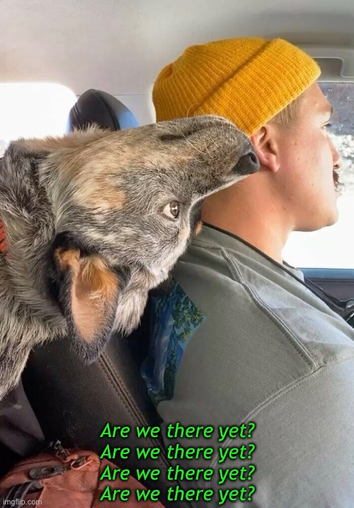 How About Now? Are we there? | Are we there yet?
Are we there yet?
Are we there yet?
Are we there yet? | image tagged in funny memes,funny dog memes,road trip | made w/ Imgflip meme maker