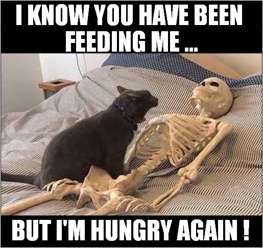 This Cat Loved His Owner ! | I KNOW YOU HAVE BEEN 
FEEDING ME ... BUT I'M HUNGRY AGAIN ! | image tagged in cats,eating,skeleton | made w/ Imgflip meme maker