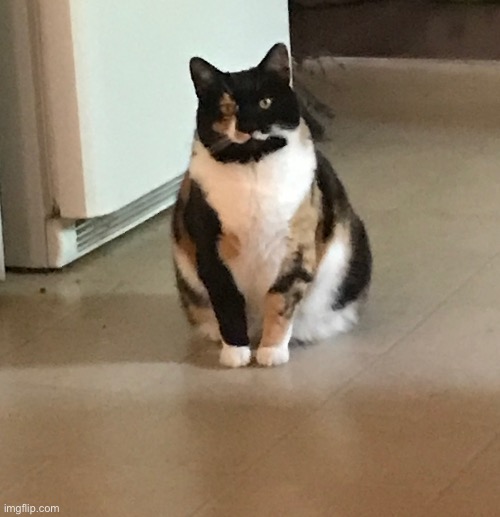 My cat is thicc | image tagged in cat,thicc | made w/ Imgflip meme maker