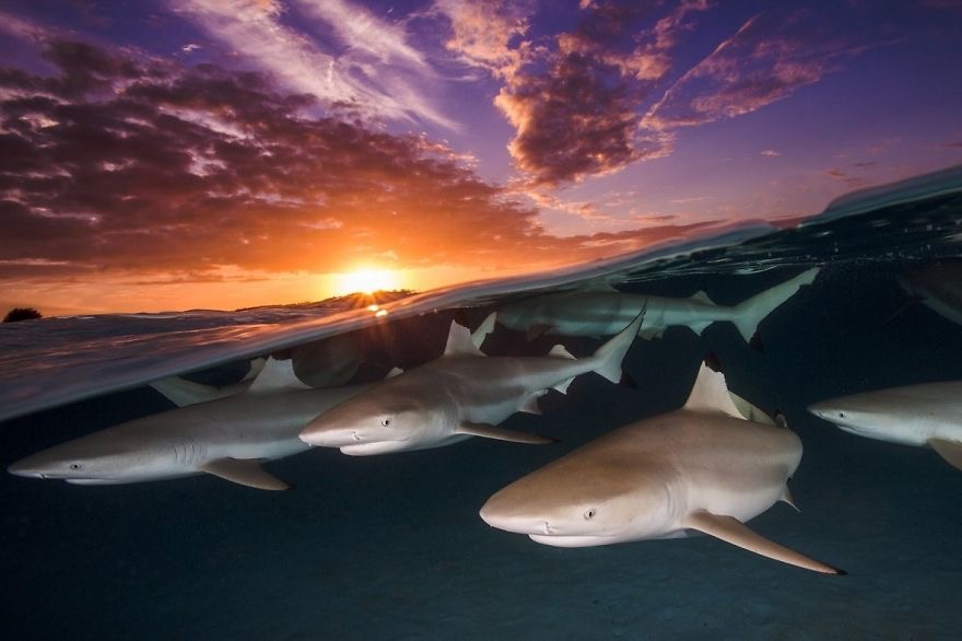 "Blacktip Rendezvous" Photo credit: Renee Capozzola | image tagged in awesome,pics,photography | made w/ Imgflip meme maker