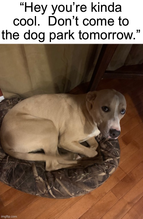“Hey you’re kinda cool.  Don’t come to the dog park tomorrow.” | made w/ Imgflip meme maker