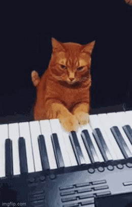Cat piano pawing play - Imgflip