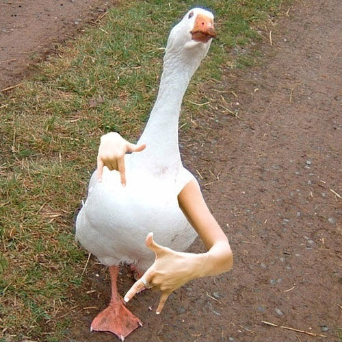 High Quality Duck with arms Blank Meme Template