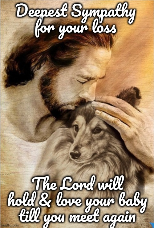Pet Sympathy | Deepest Sympathy for your loss; The Lord will hold & love your baby till you meet again | image tagged in sheltie,sympathy,loss of pet | made w/ Imgflip meme maker