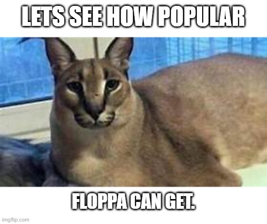 I don't care if you call it upvote begging, at the end it's just me tryna see how many people like Floppa. | LETS SEE HOW POPULAR; FLOPPA CAN GET. | image tagged in funny,memes,lol,cats,animals | made w/ Imgflip meme maker