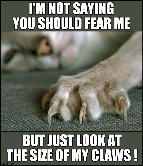 Could You Trust This Cat ? | I'M NOT SAYING YOU SHOULD FEAR ME; BUT JUST LOOK AT THE SIZE OF MY CLAWS ! | image tagged in cats,claws,trust | made w/ Imgflip meme maker