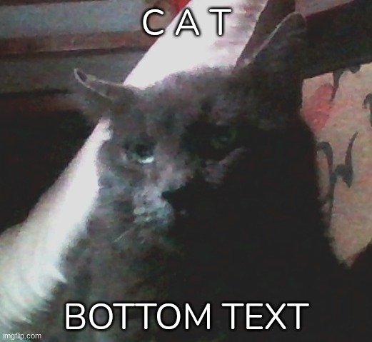 Here have a picture of my cat that I have for no reason whatsoever (His name is Kitty) | C A T; BOTTOM TEXT | image tagged in idk,stuff,c a t | made w/ Imgflip meme maker