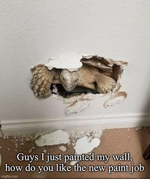 Tortise | Guys I just painted my wall, how do you like the new paint job | made w/ Imgflip meme maker