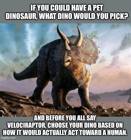 Triceratops | IF YOU COULD HAVE A PET DINOSAUR, WHAT DINO WOULD YOU PICK? AND BEFORE YOU ALL SAY VELOCIRAPTOR, CHOOSE YOUR DINO BASED ON HOW IT WOULD ACTUALLY ACT TOWARD A HUMAN. | image tagged in triceratops | made w/ Imgflip meme maker