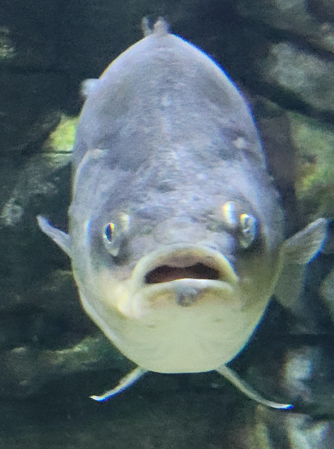 Existential crisis fish Blank Meme Template