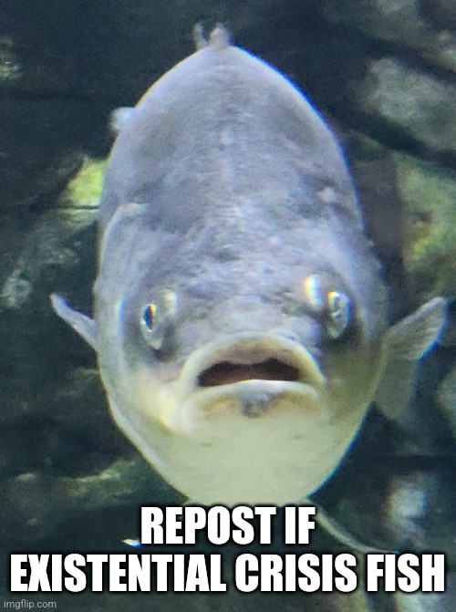 Existential crisis fish | REPOST IF EXISTENTIAL CRISIS FISH | image tagged in existential crisis fish | made w/ Imgflip meme maker